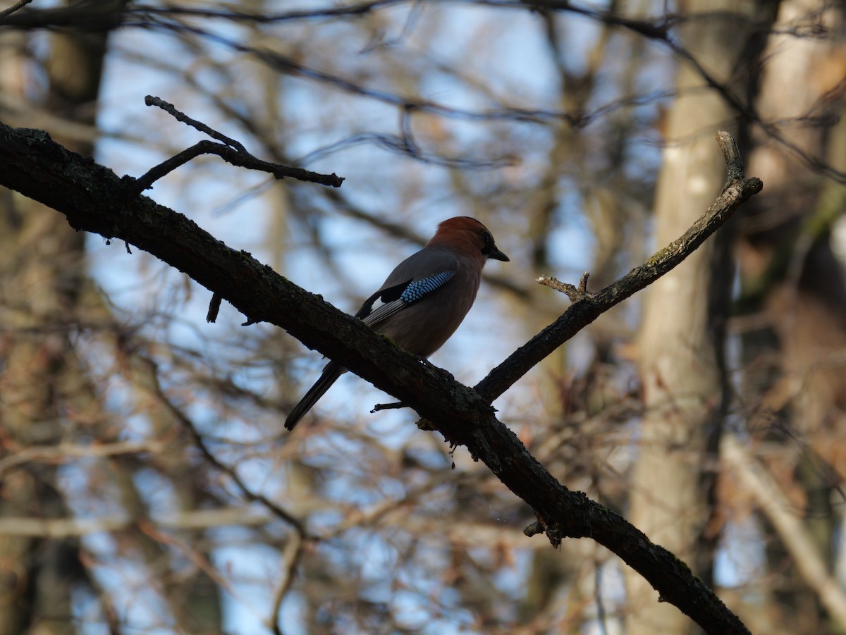 nøtteskrike (brandtii gr.) - ML645305995