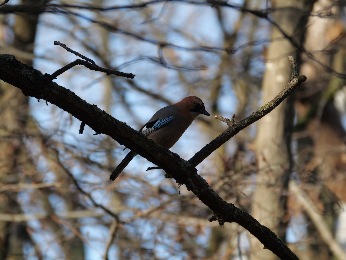 nøtteskrike (brandtii gr.) - ML645305996