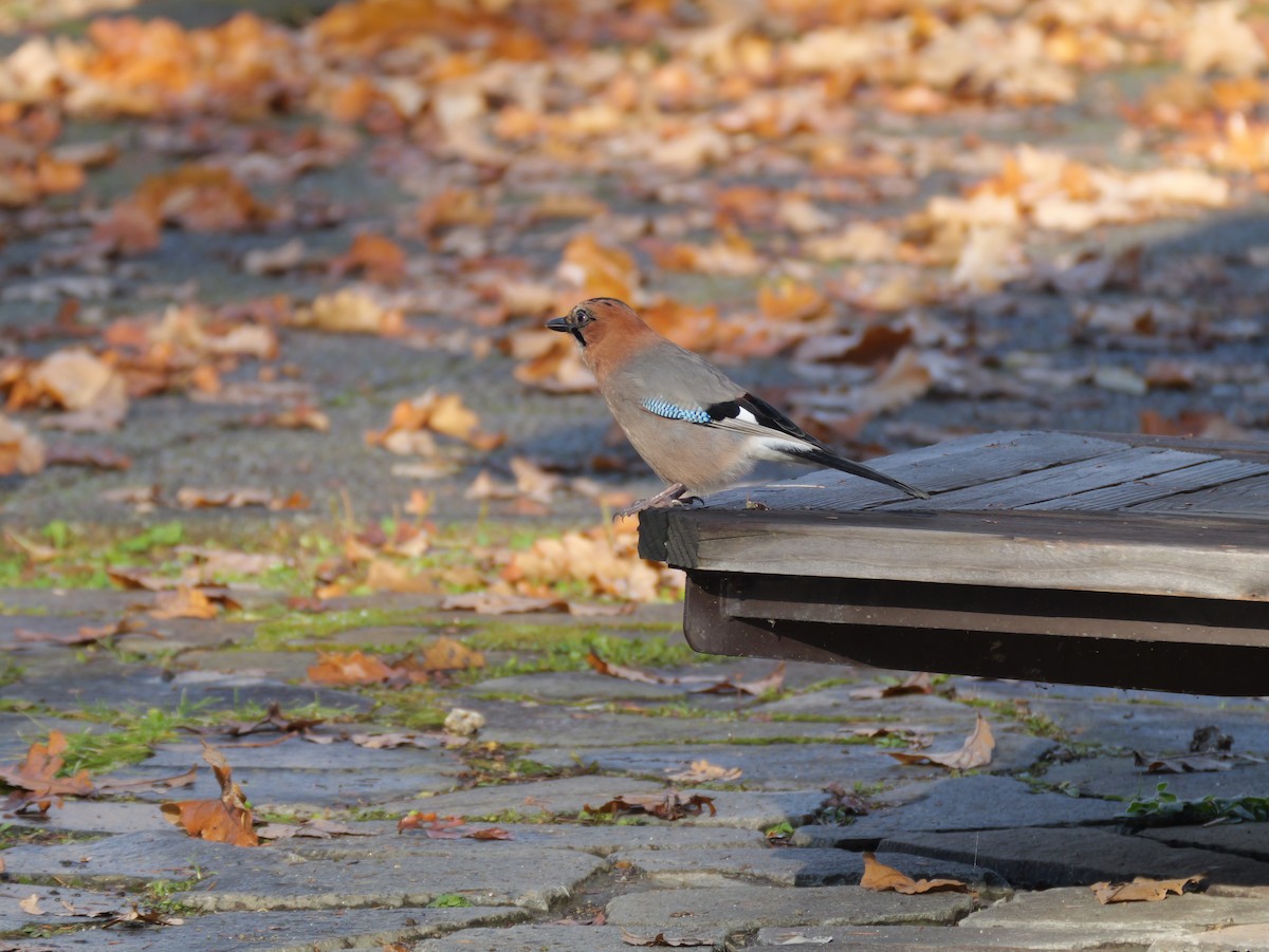 nøtteskrike (brandtii gr.) - ML645305997