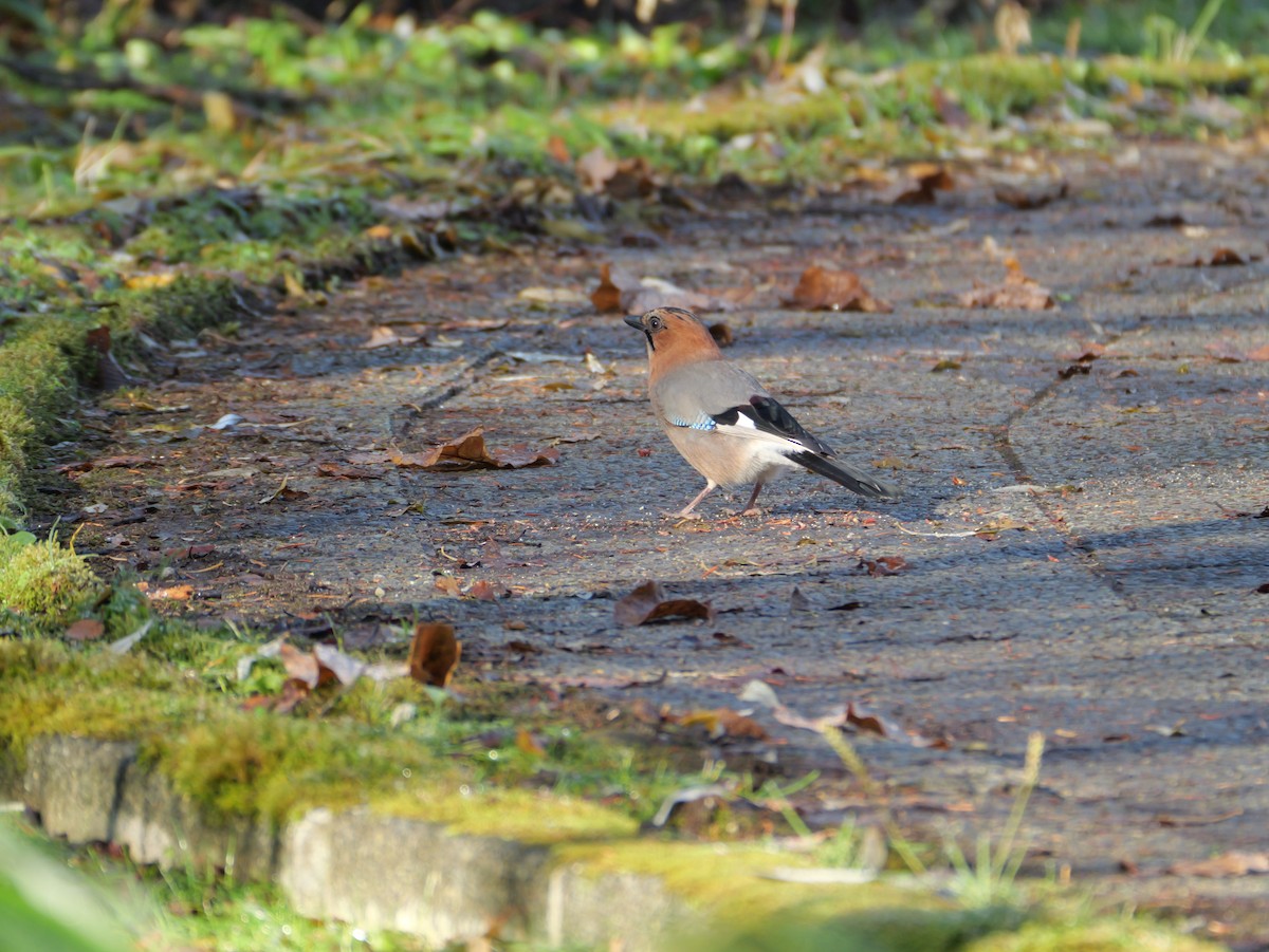 nøtteskrike (brandtii gr.) - ML645305998