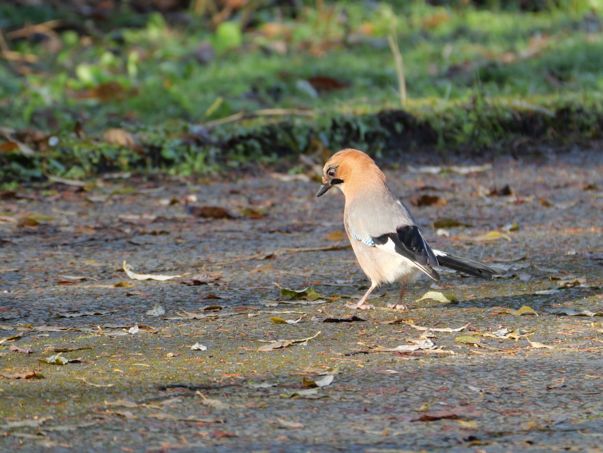 nøtteskrike (brandtii gr.) - ML645305999