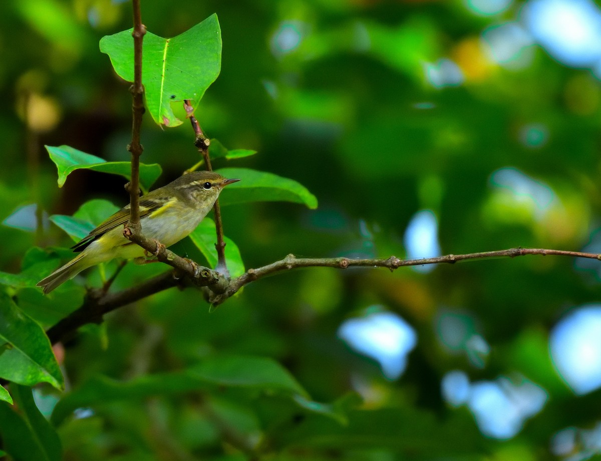 Yellow-browed Warbler - ML645306007
