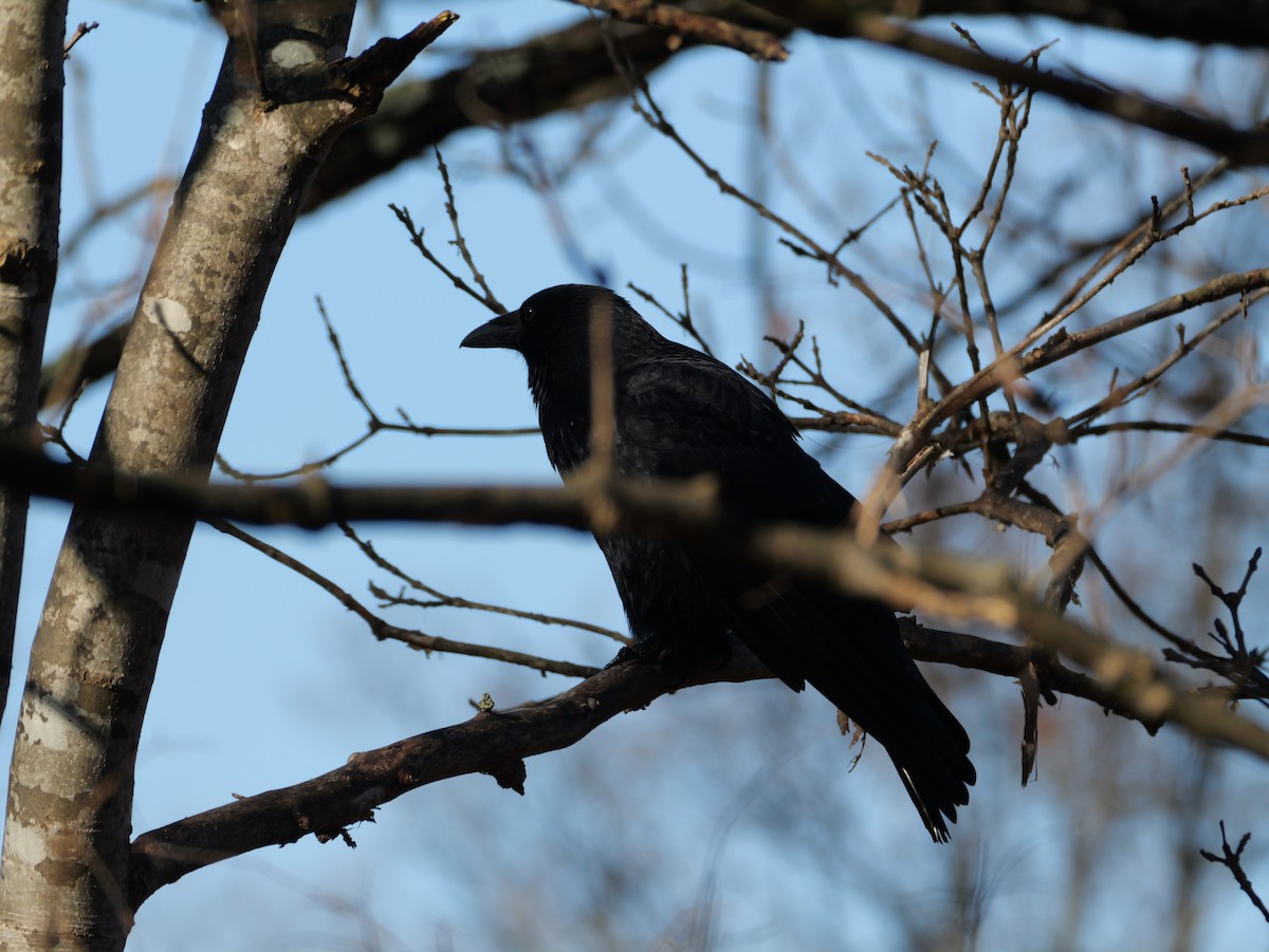 svartkråke - ML645306011