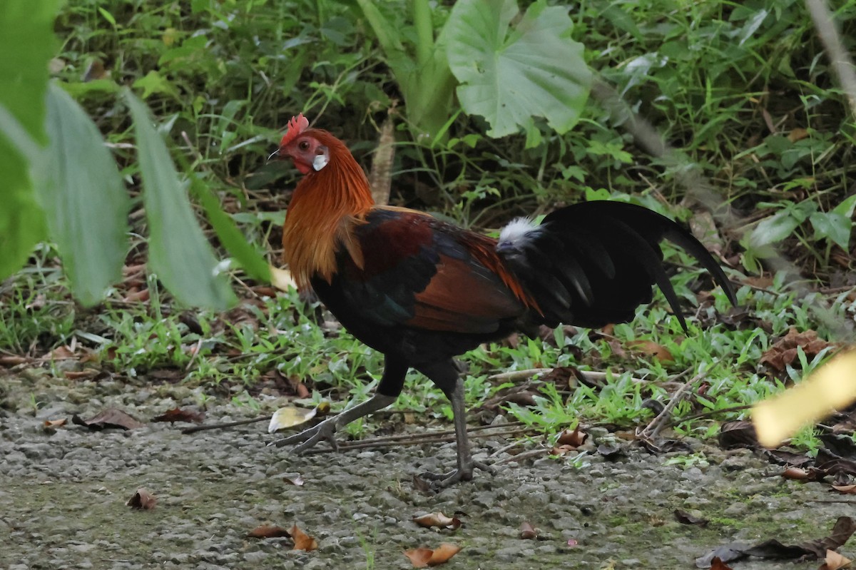 Red Junglefowl - ML645306013