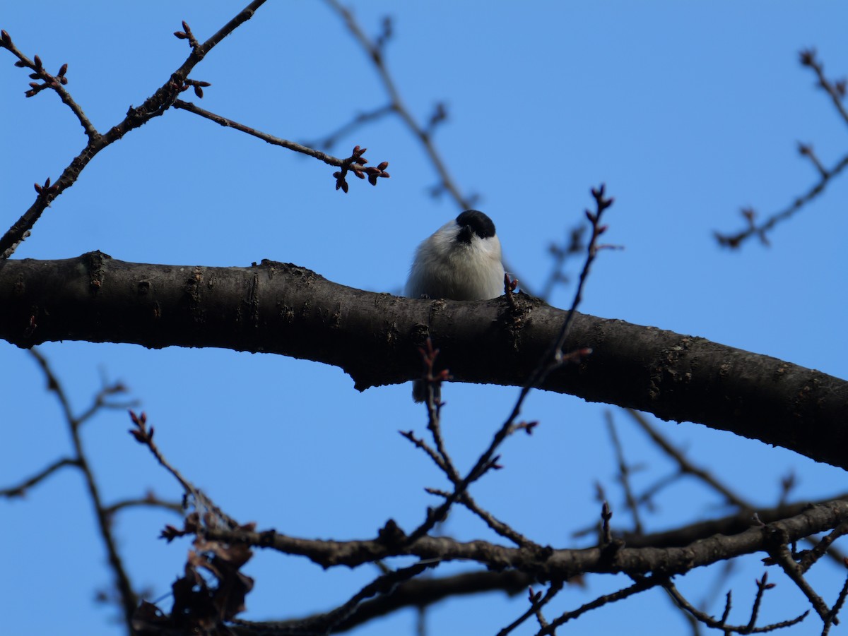 løvmeis - ML645306018