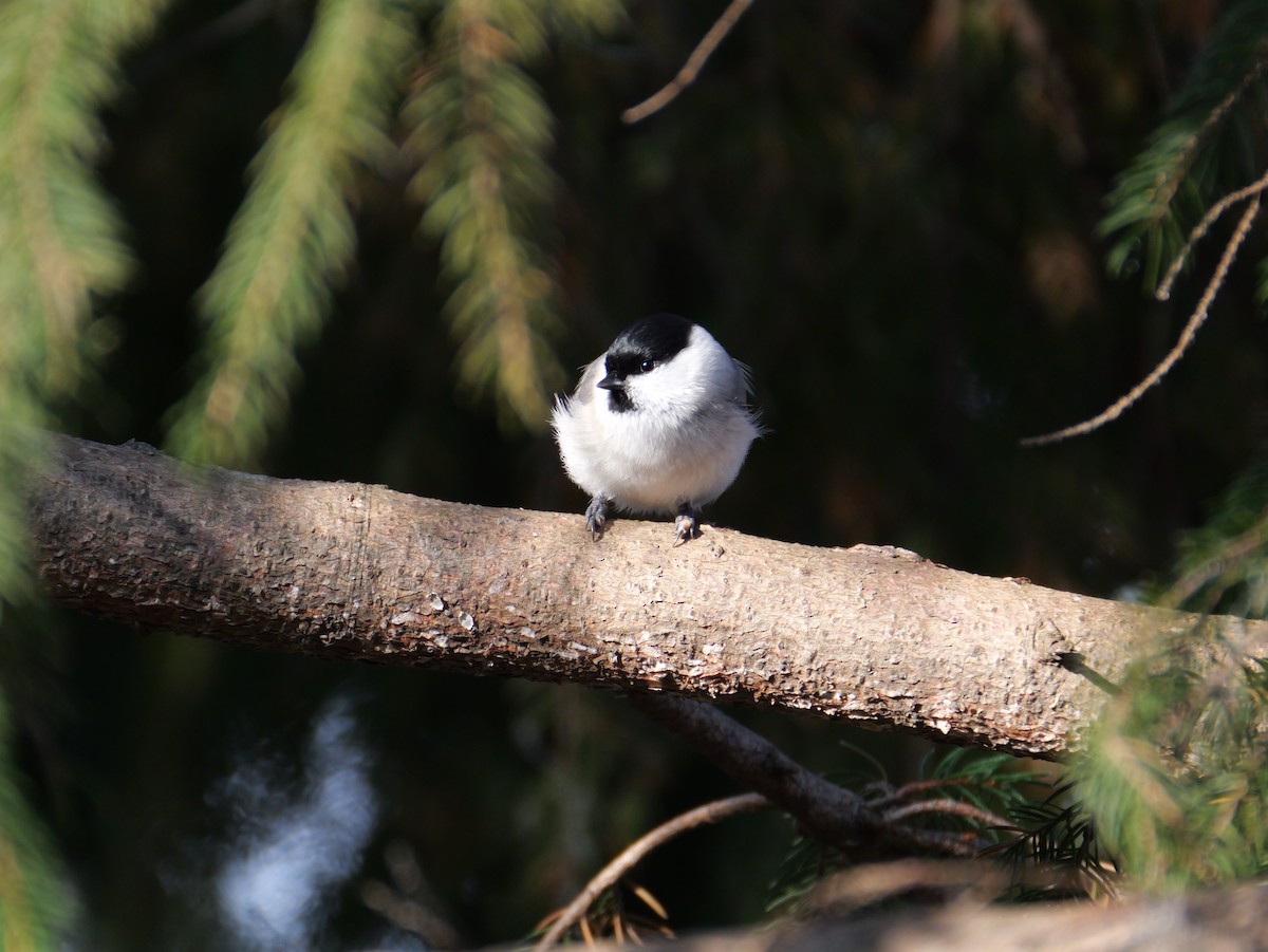 løvmeis - ML645306020