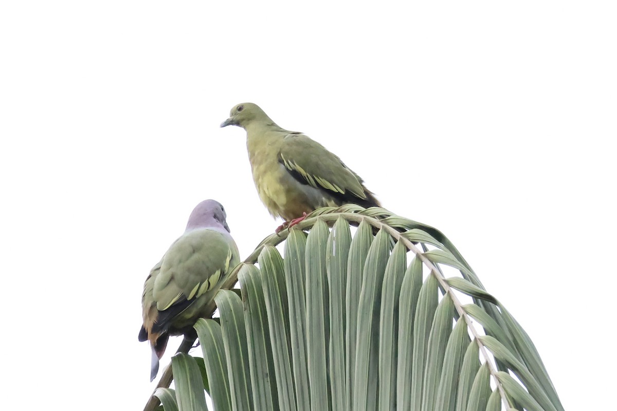 Pink-necked Green-Pigeon - ML645306021