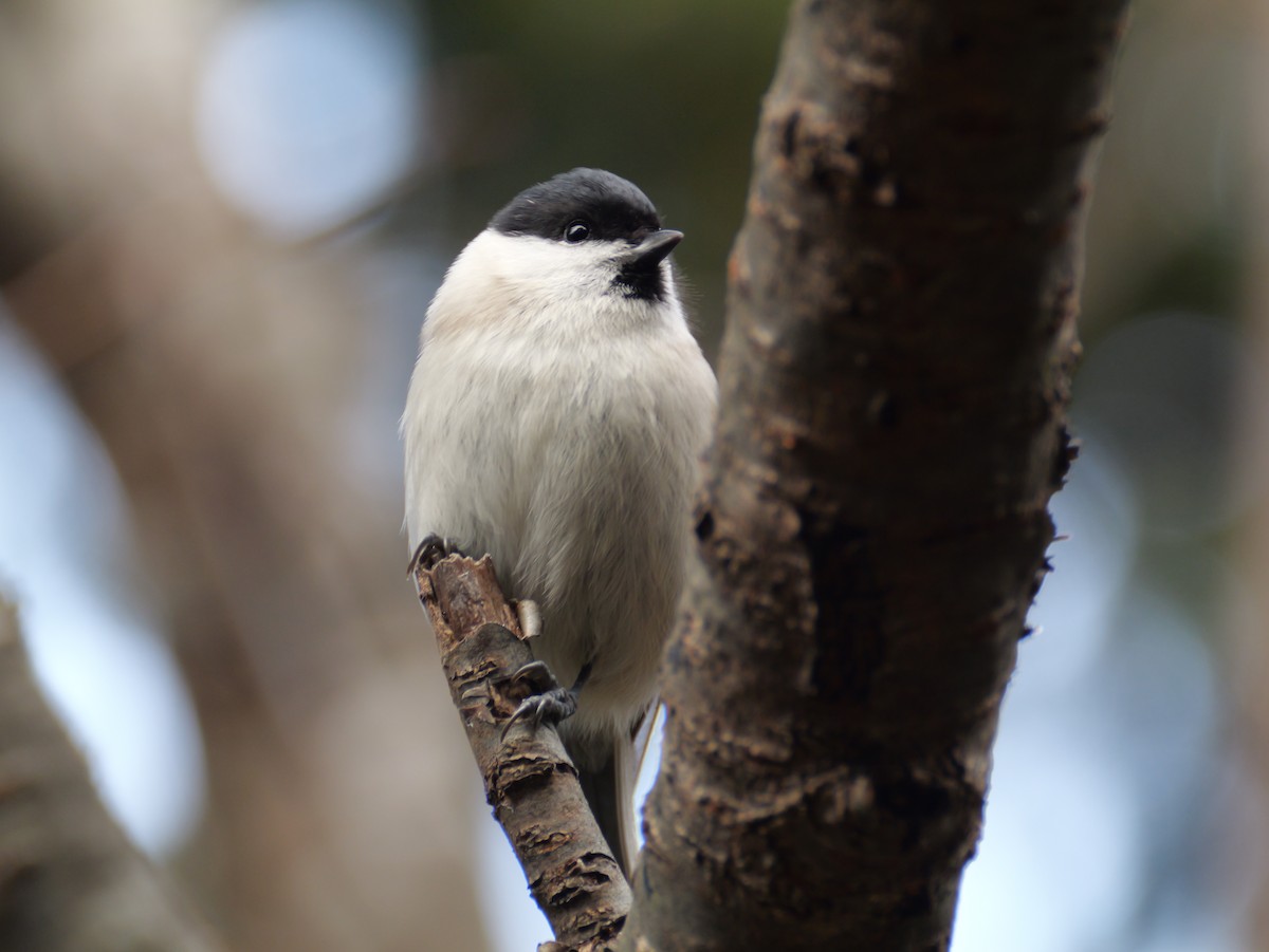 løvmeis - ML645306022