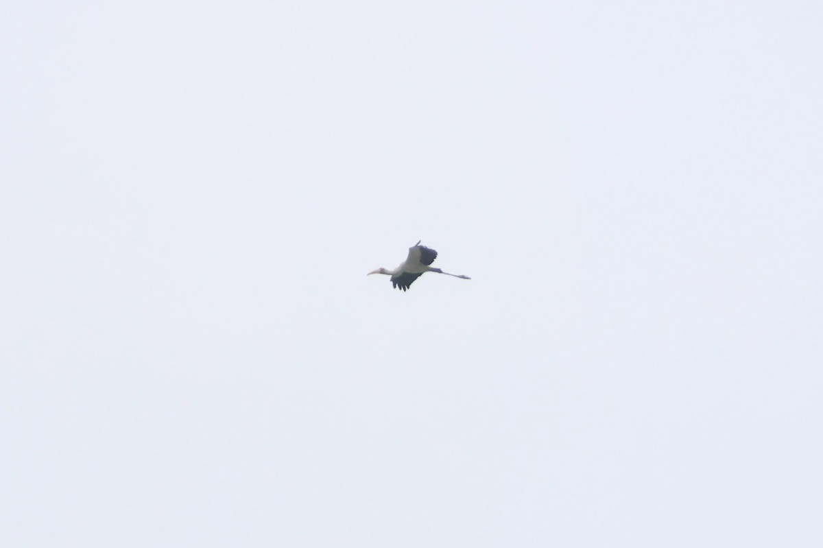 Milky Stork - ML645306038