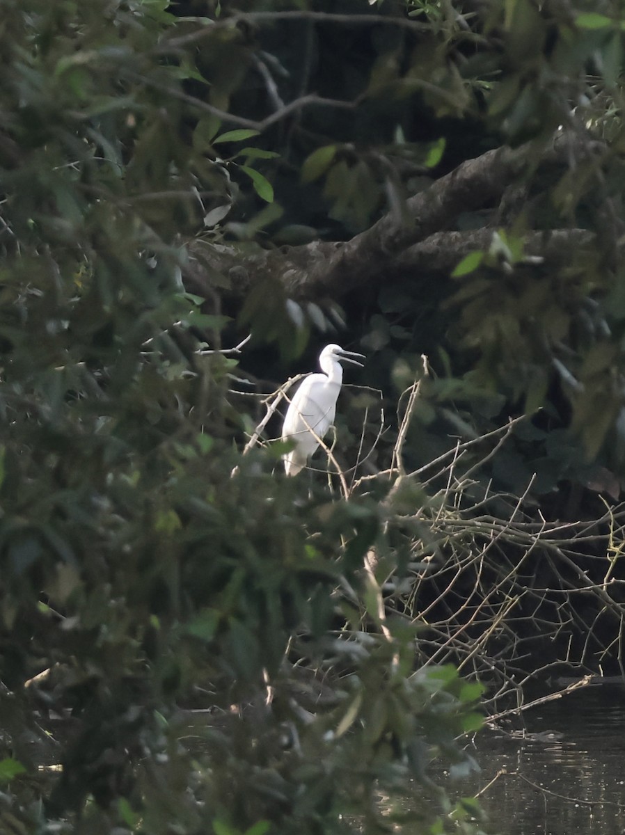 Aigrette garzette - ML645306047