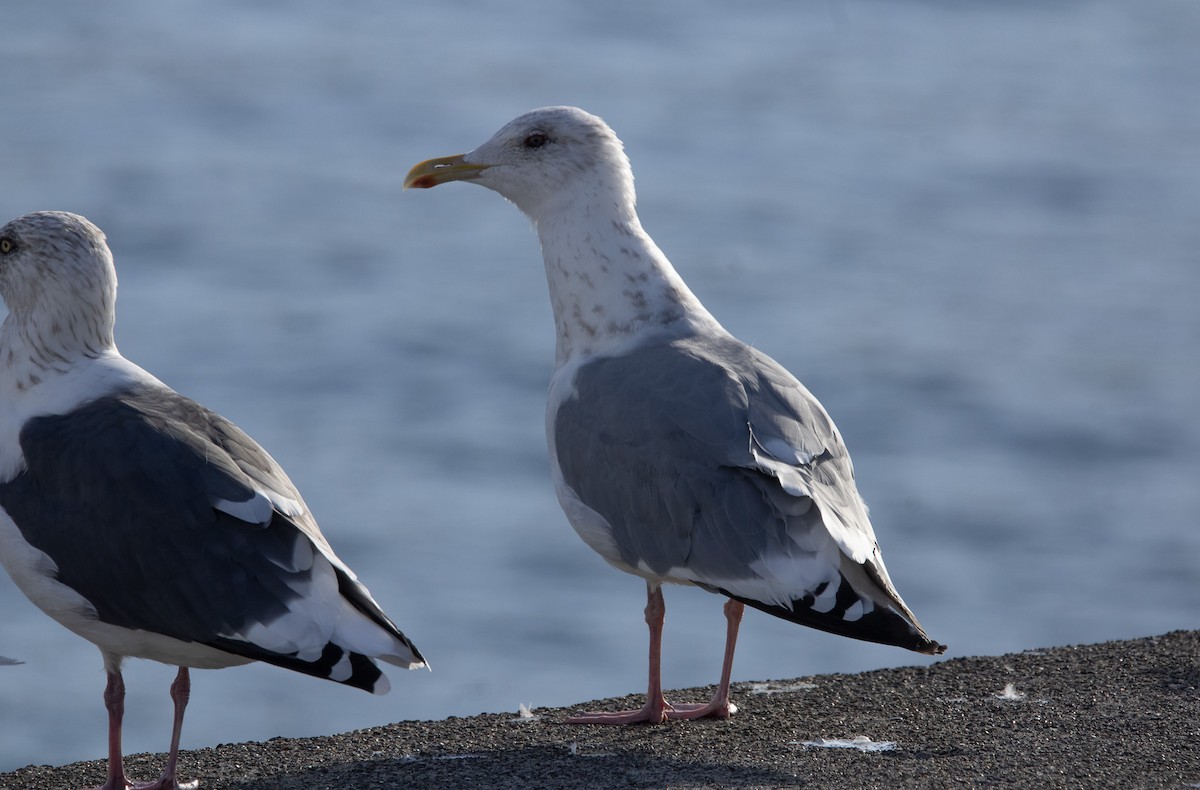 sibirmåke - ML645306049