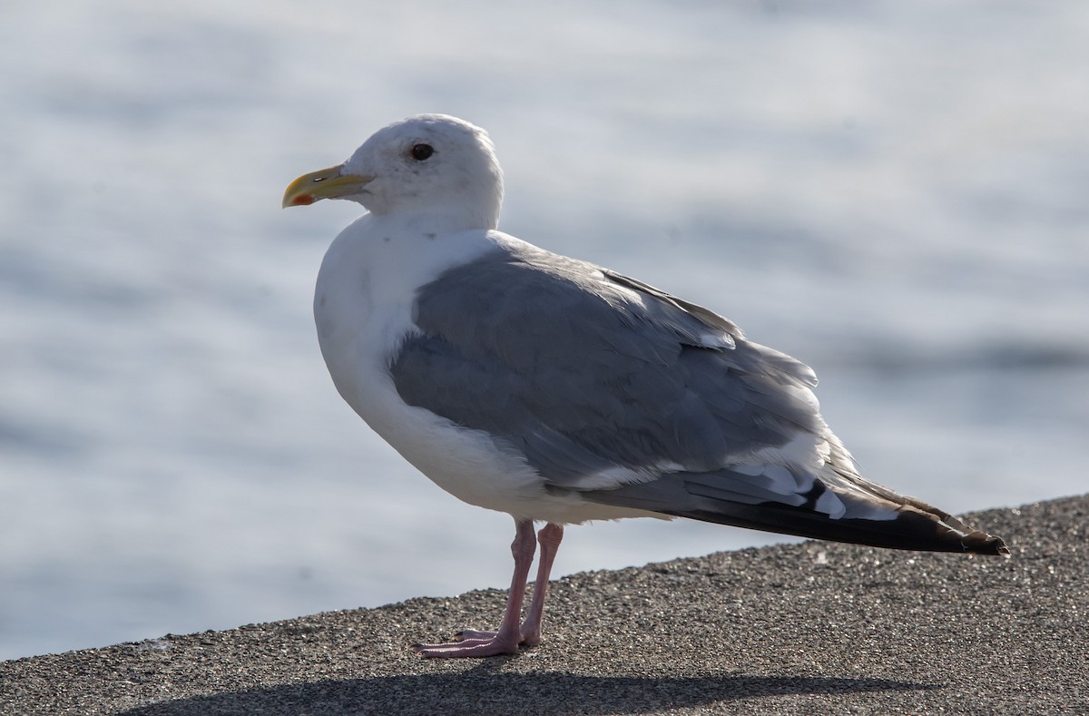 sibirmåke - ML645306050