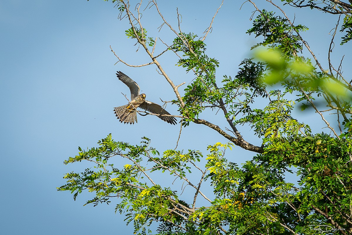 Eurasian Kestrel - ML645306052