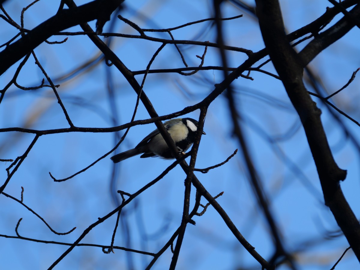 gråkjøttmeis - ML645306053