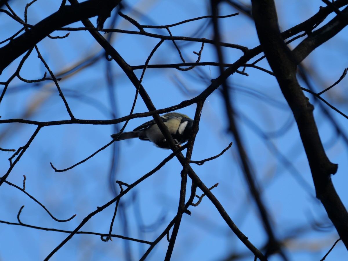 gråkjøttmeis - ML645306054