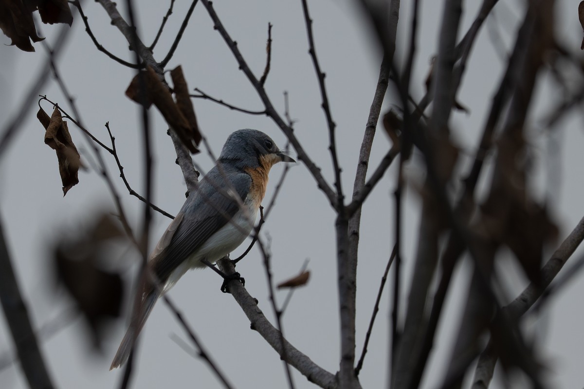Leaden Flycatcher - ML645306055