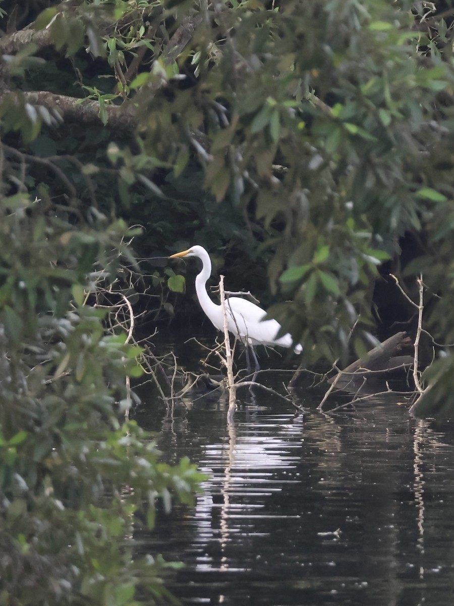 Great Egret - ML645306057