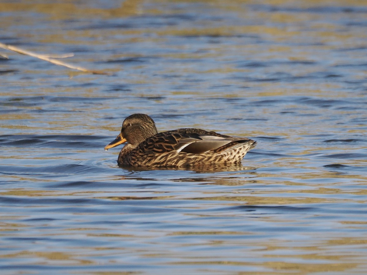 stokkand - ML645306062