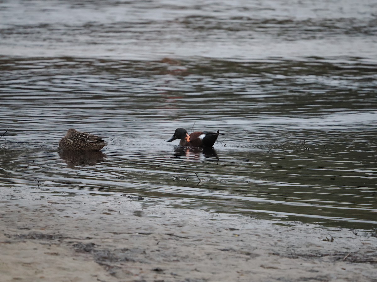 Australasian Shoveler - ML645306068