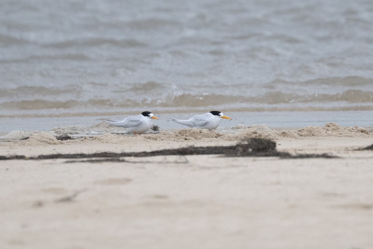 Australian Fairy Tern - ML645306069
