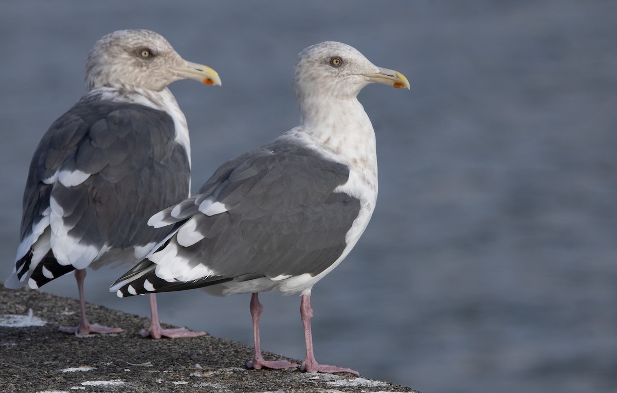 skifermåke - ML645306071