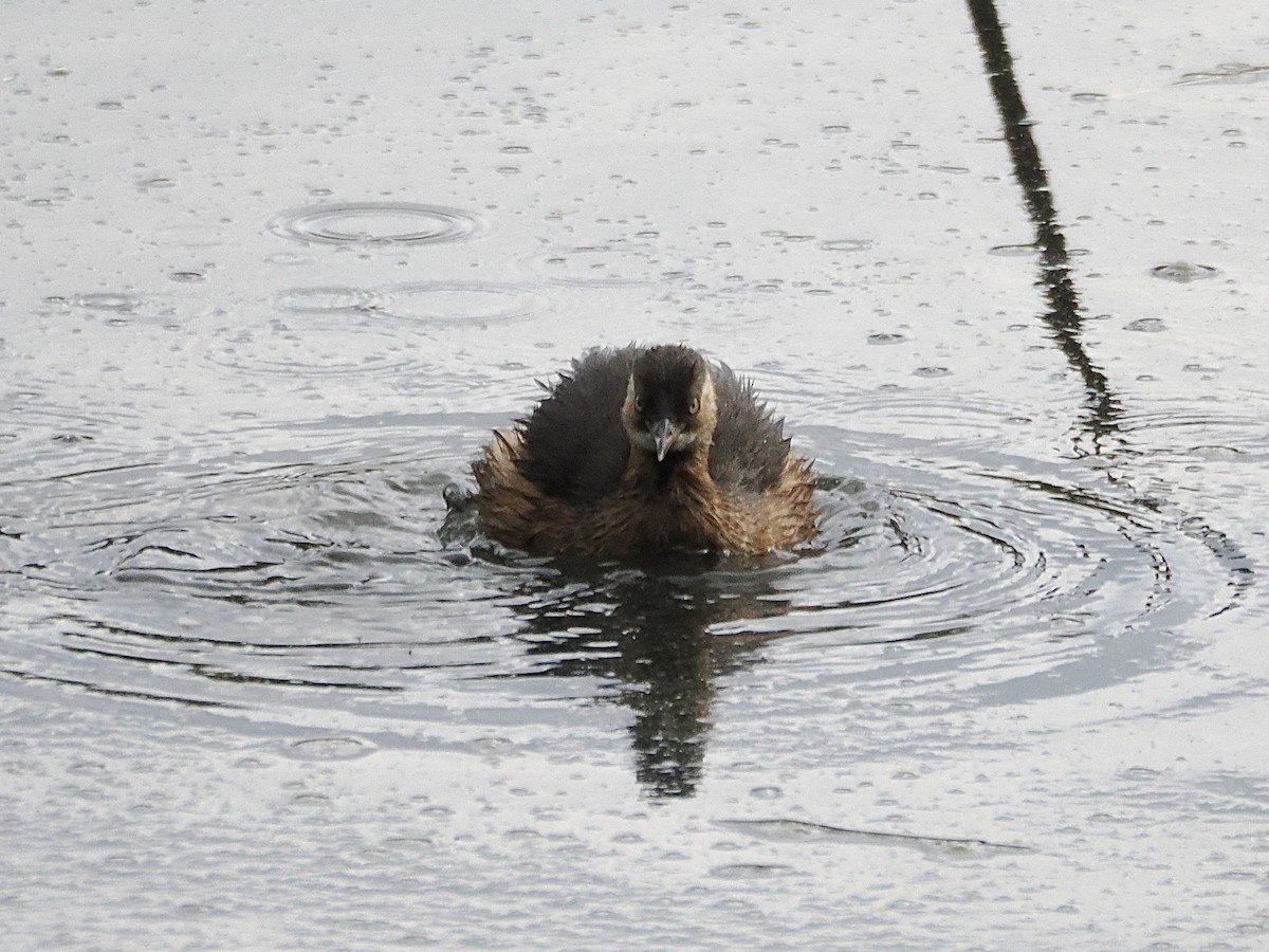 dvergdykker - ML645306079