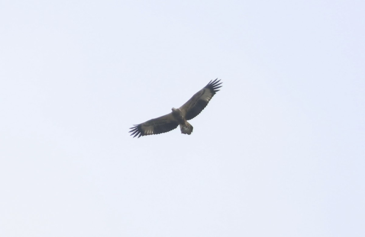 White-bellied Sea-Eagle - ML645306092