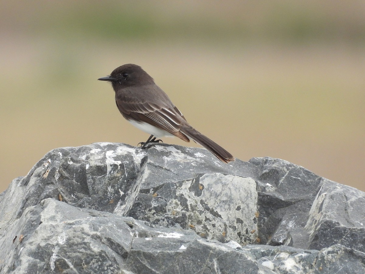 Black Phoebe - ML645306099