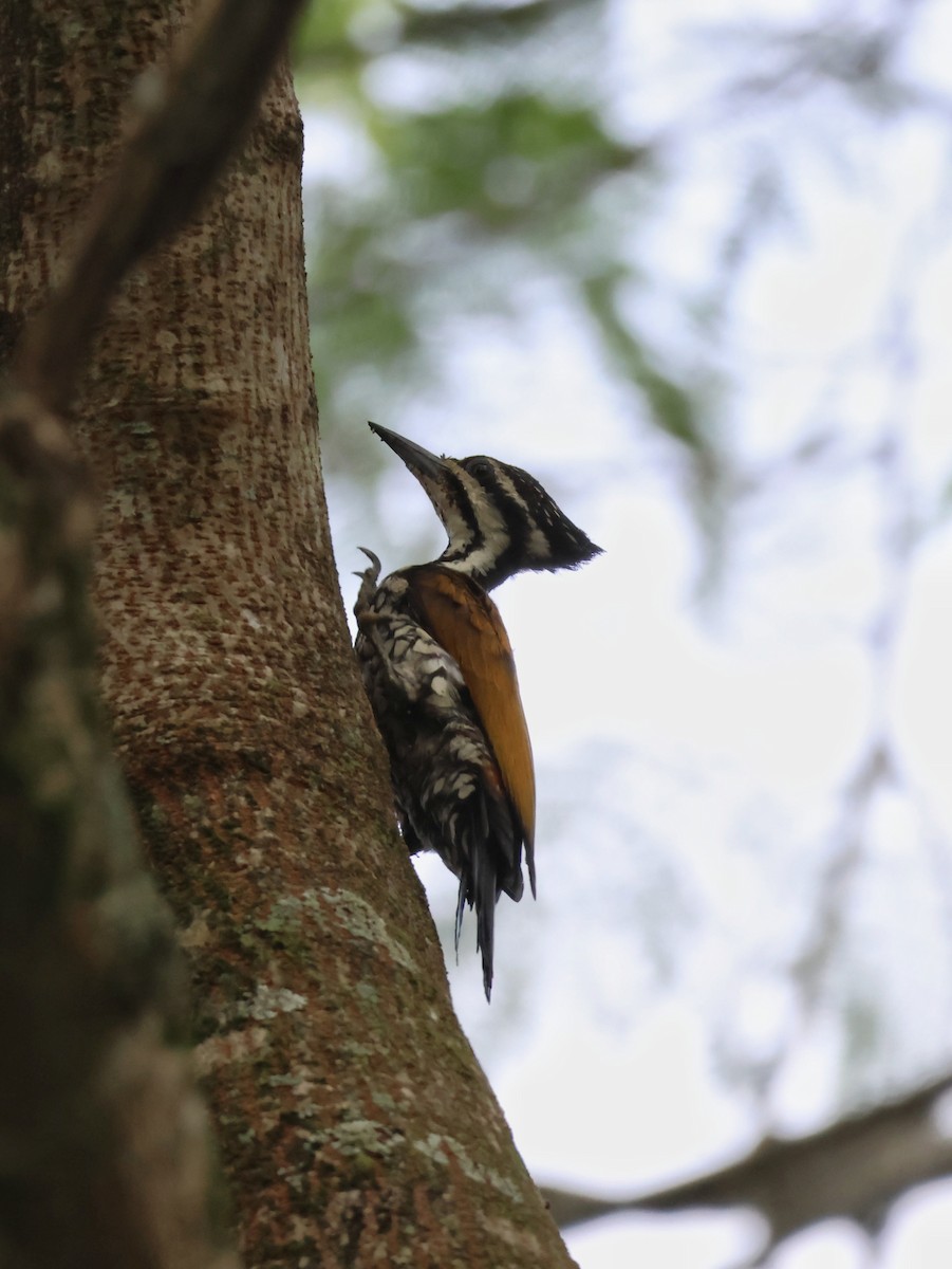 Common Flameback - ML645306100