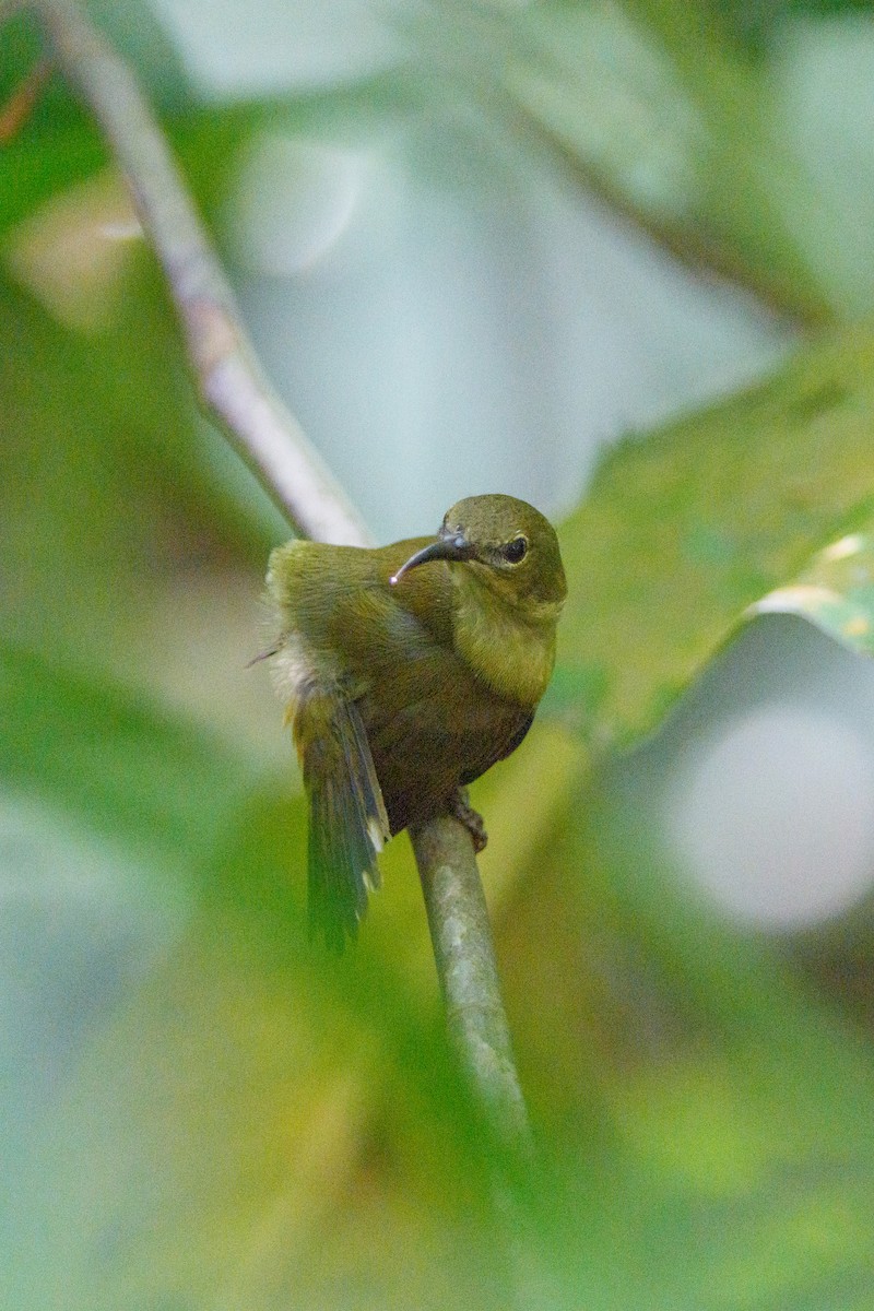 Crimson Sunbird - ML645306108