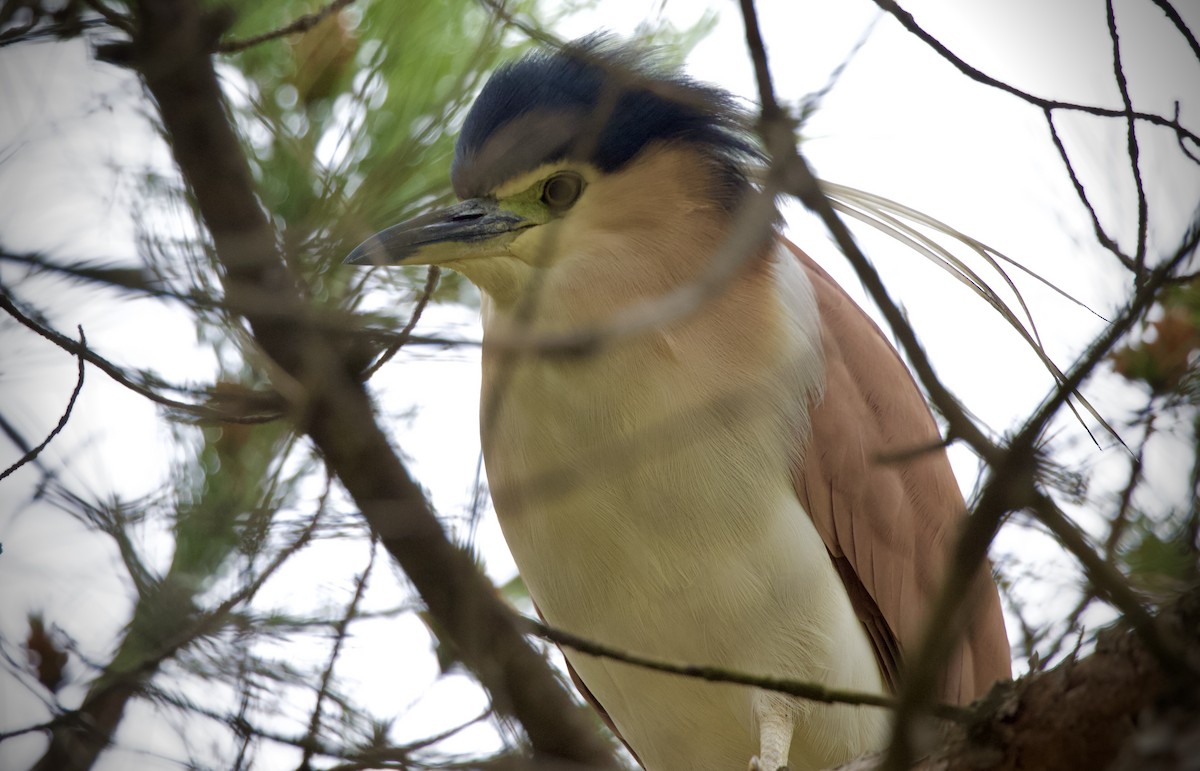 Nankeen Night Heron - ML645306114