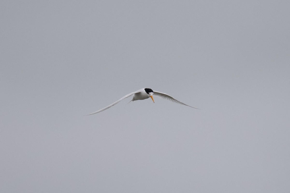 Australian Fairy Tern - ML645306115