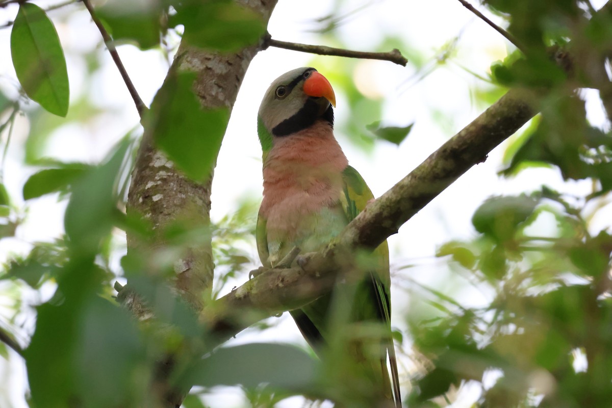 Red-breasted Parakeet - ML645306117