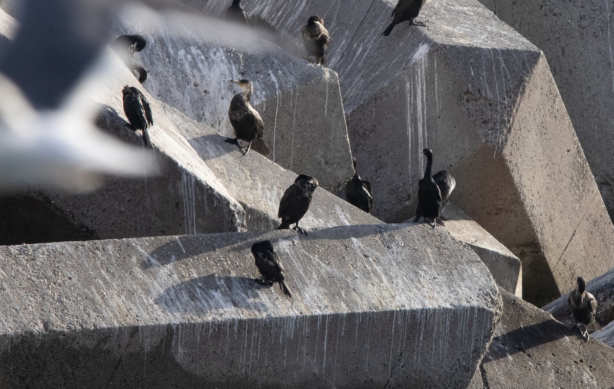 beringskarv - ML645306118