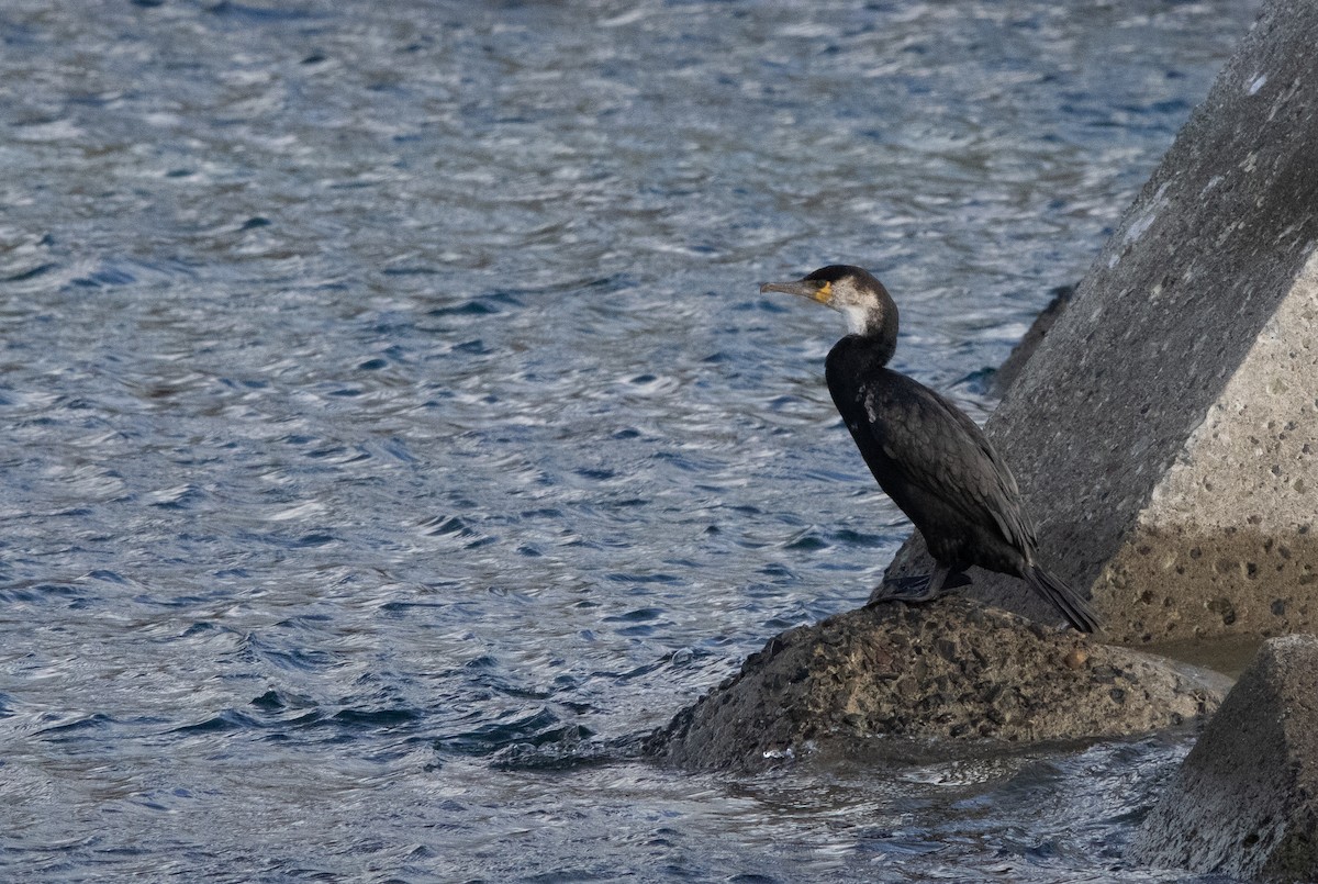 japanskarv - ML645306137