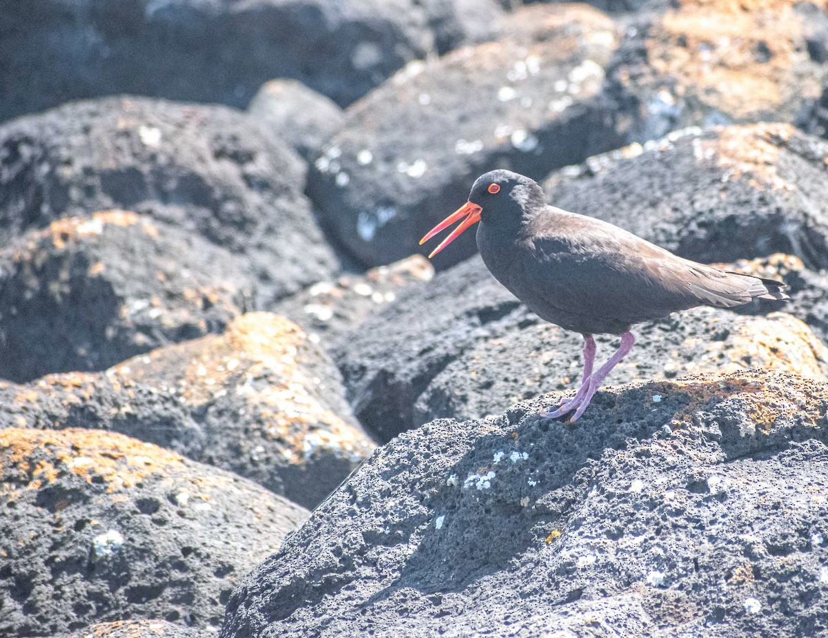 Avustralya Kara Poyrazkuşu - ML645306139