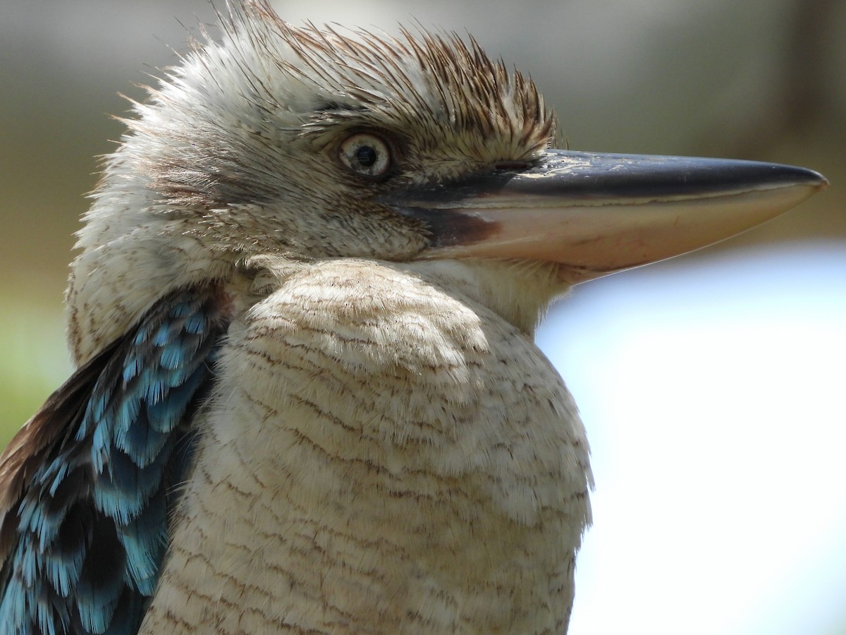 Blue-winged Kookaburra - ML645306142