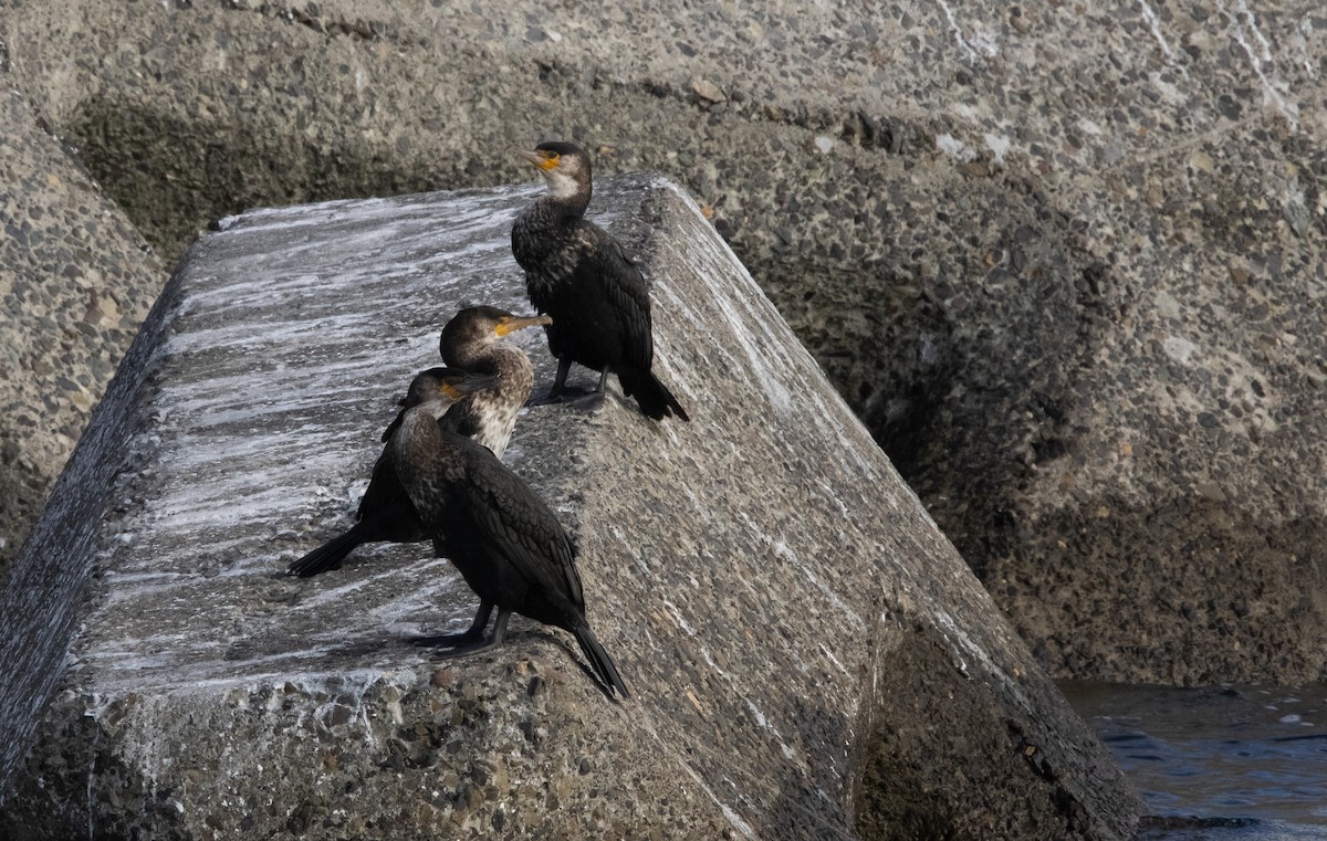 japanskarv - ML645306148