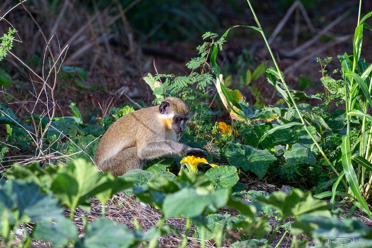 Animals - ML645306160