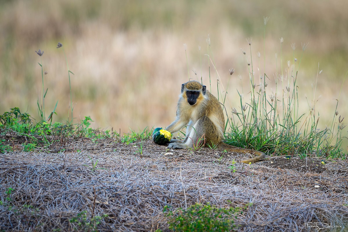 Animals - ML645306161