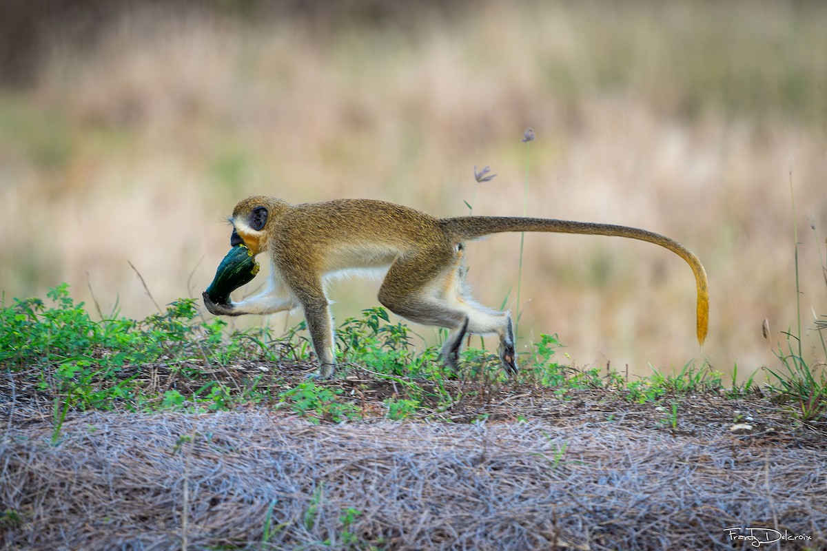 Animals - ML645306162