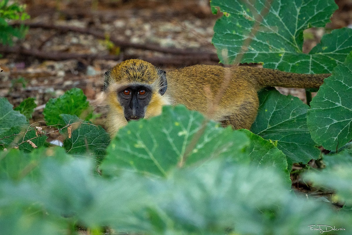 Animals - ML645306164