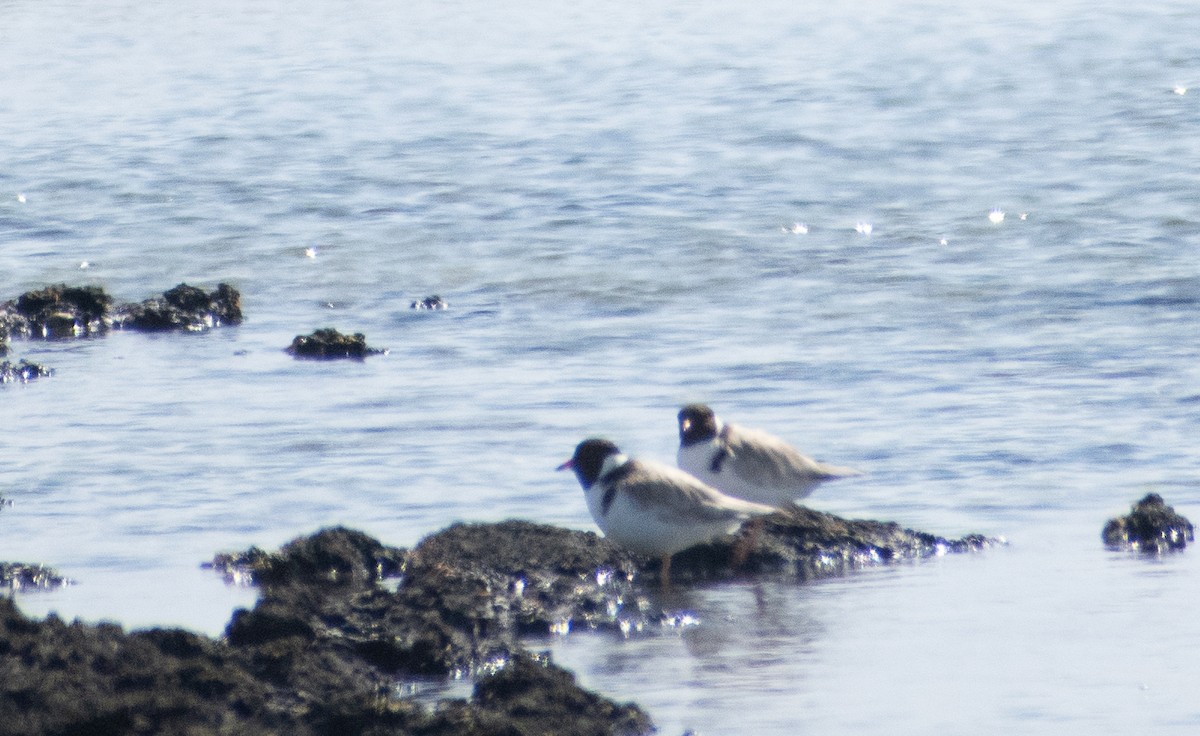 Kara Başlı Cılıbıt - ML645306170