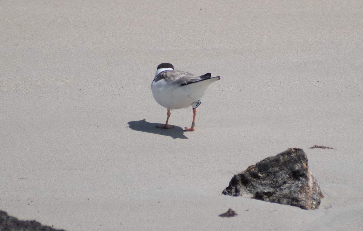 Kara Başlı Cılıbıt - ML645306172