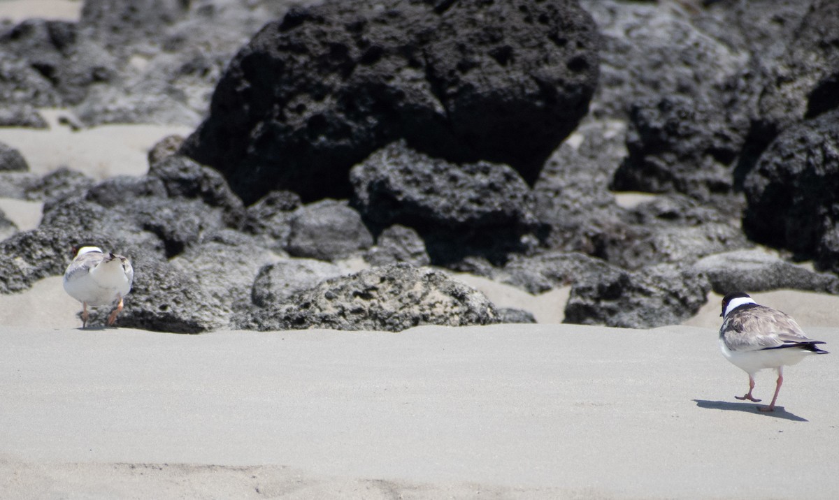 Kara Başlı Cılıbıt - ML645306173