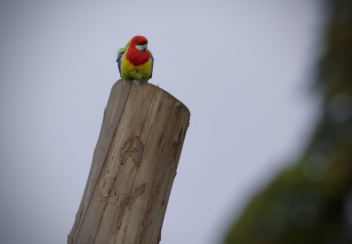 Eastern Rosella - ML645306181