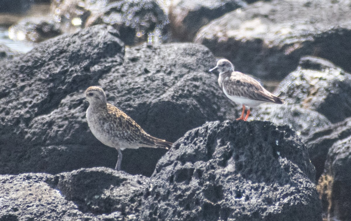 Taşçeviren - ML645306183