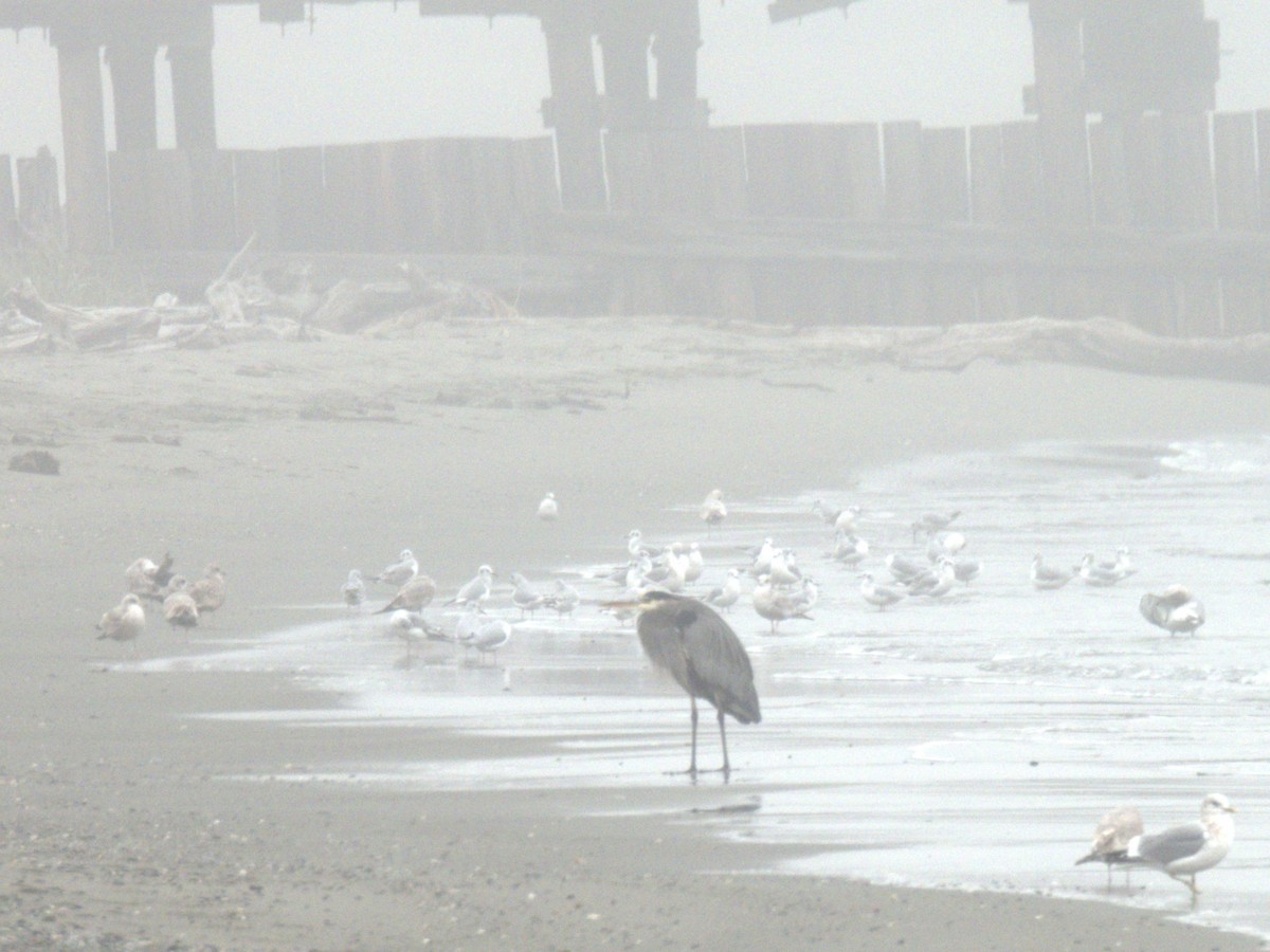 Great Blue Heron - ML645306184