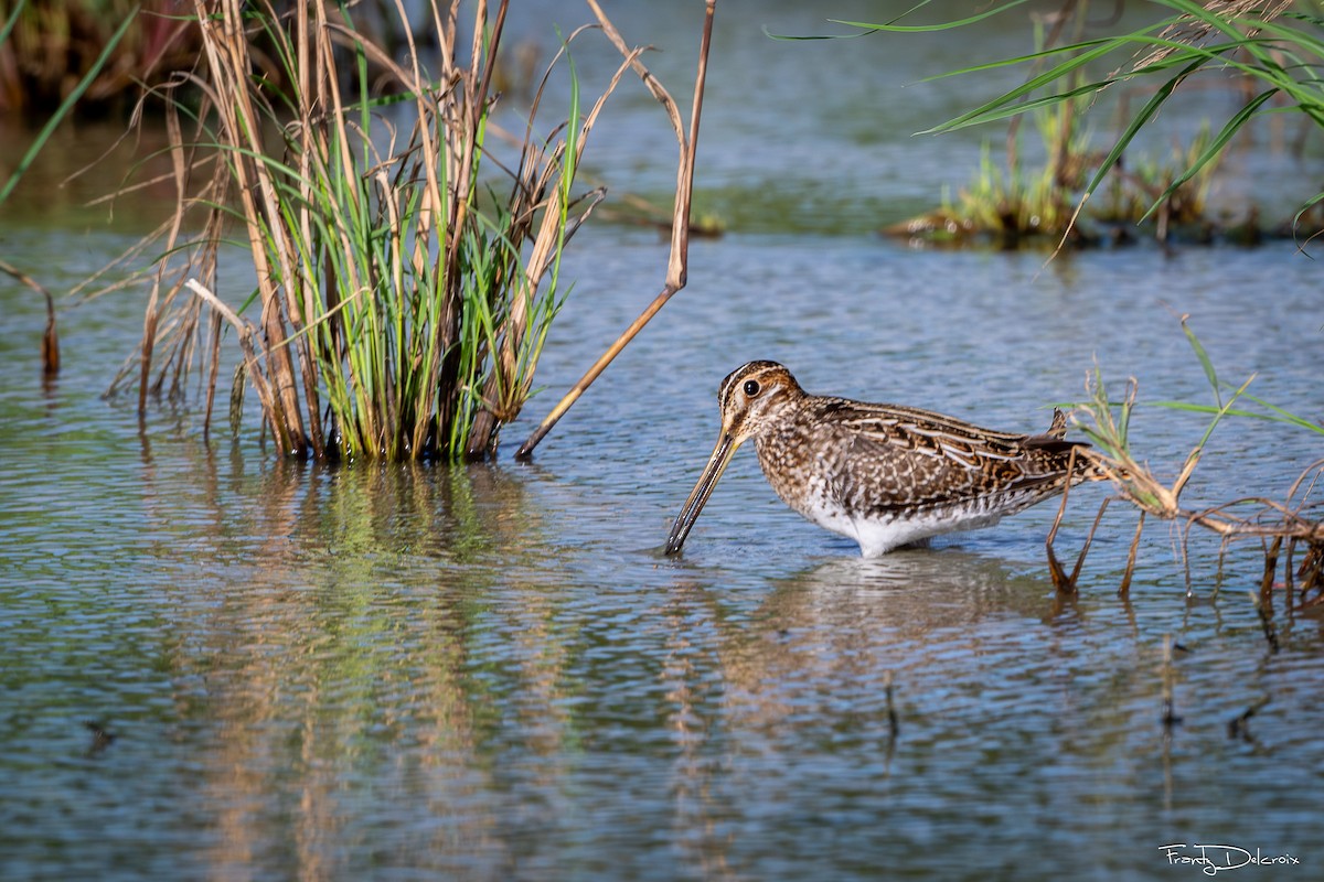 Wilson's Snipe - ML645306186
