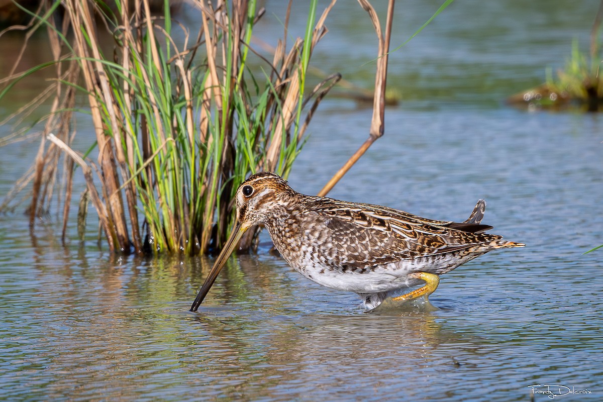 Wilson's Snipe - ML645306187